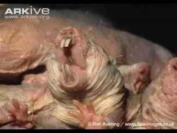 Video: TOP 10 STRANGE AND HIDEOUS CREATURES IN THE WORLD 1